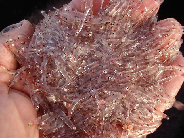 Tradicion del pueblo