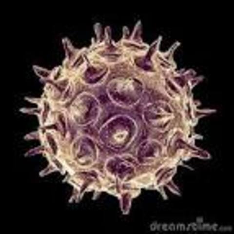 Named Varicella zoster