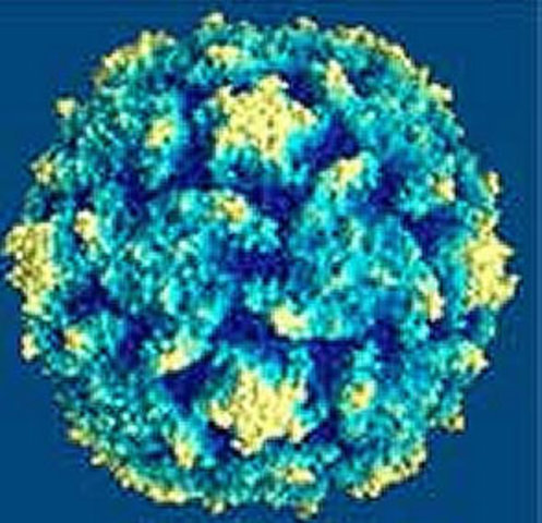 Epstien Barr Virus