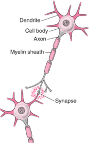 Herpes Travels Through Nerves