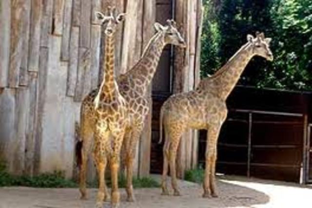 Passeio no zoológico- Isabella