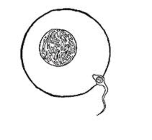 Albrecht von Roelliker discovery on sperm and egg cells