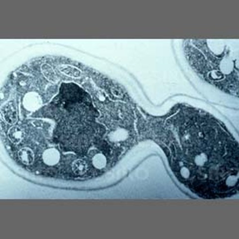 Rudolf Virchow discovered where cells come from