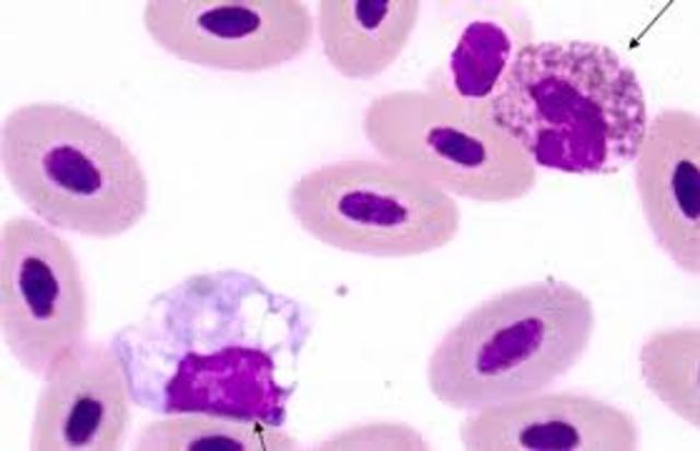 Addition to Glandular Fever