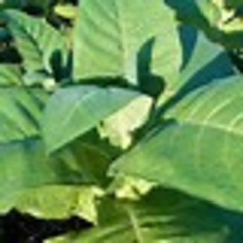 Tobacco introduced to Europe