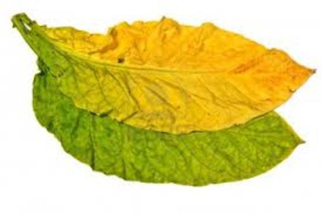 Tobacco Introduced to Europe