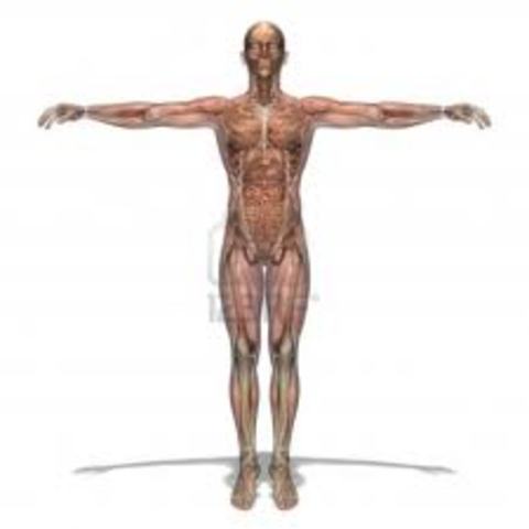 William Harvey discovered Circulation of Blood