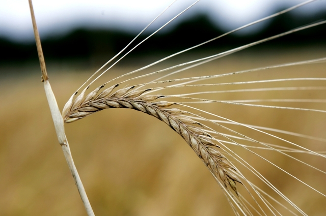 Rusland og USA begynder at producere billigt korn