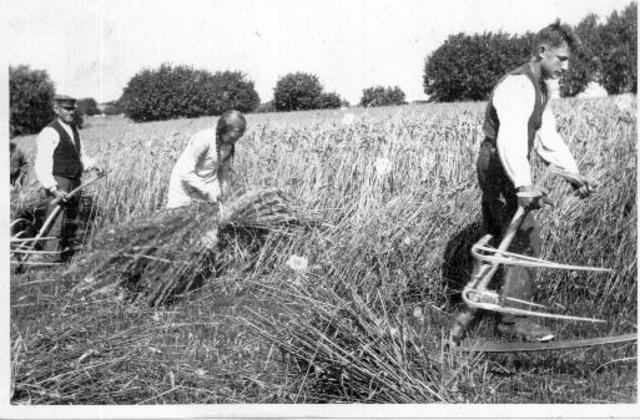 Landbruget var i vækst før 1. verdenskrig