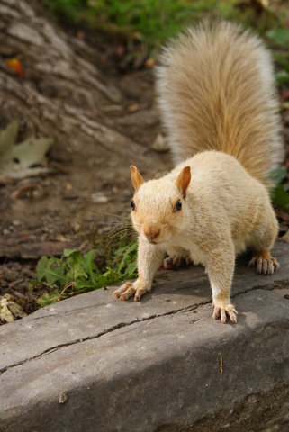 Met the White Squirrel, leader of The Kingston Squirrels
