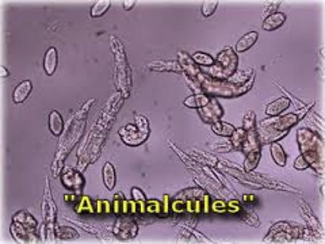 Animacules
