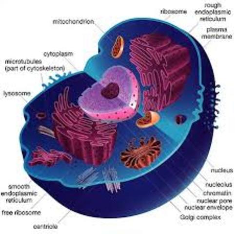 Animal cells
