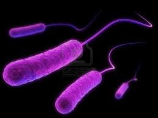 The bacteria growing in the drinks, if you boiled the drinks then cooled them, it killed the bacteria was discovered.