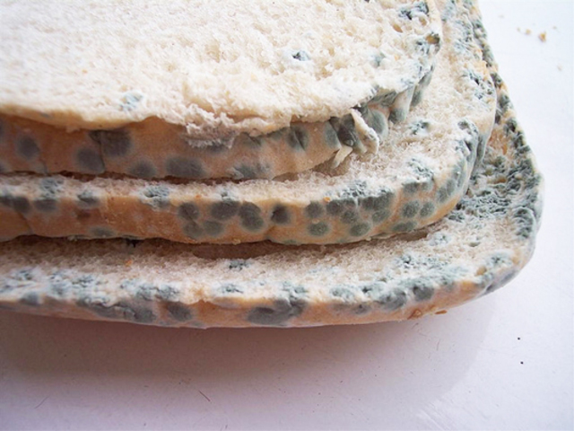 Where bacteria was coming from was discovered.