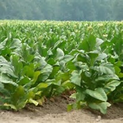 Tobacco introduced to Europe