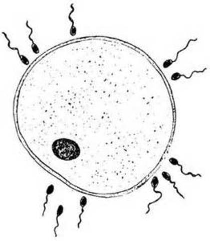 Sperm Cells and Egg Cells are Also Cells