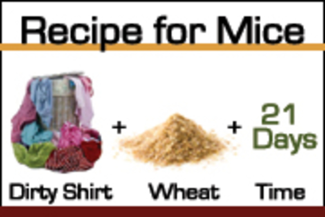 What was spontaneous generation