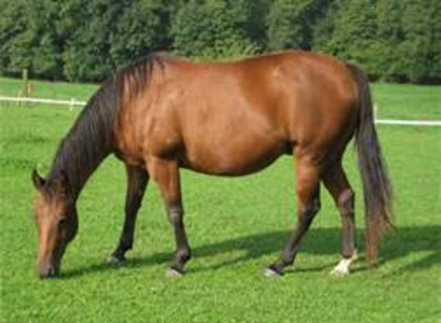 Docked and bought a horse