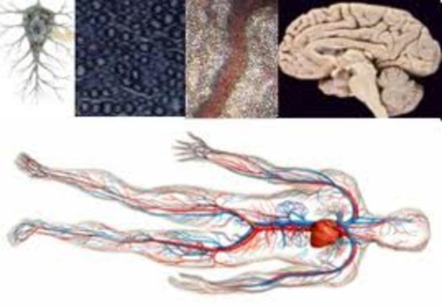 Giovanni Alfonso studies the Motion of Humans