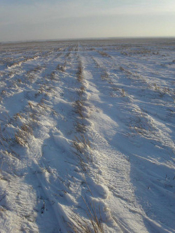 A Disappointing New Year's