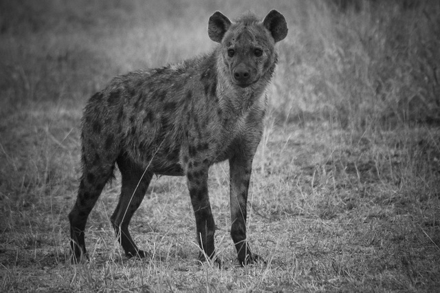 The Noise in the Dark