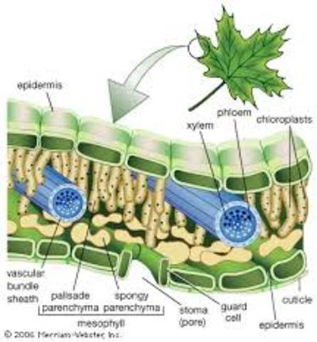 The Study of Plant Cells