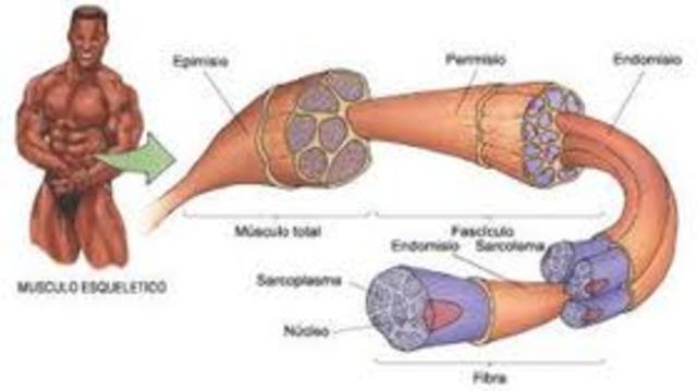 The First Time Tissue Structure in Terms of Cellular Elements