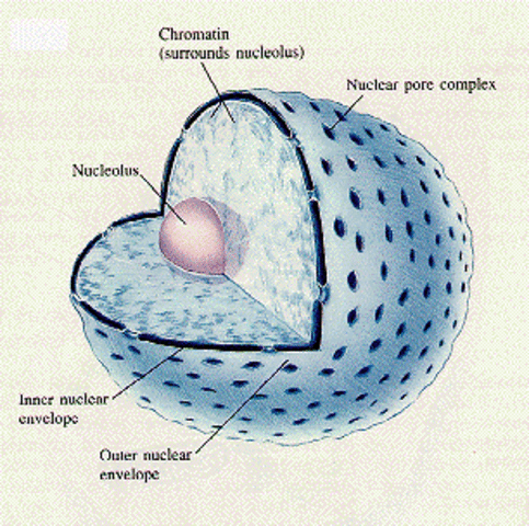 Nucleus