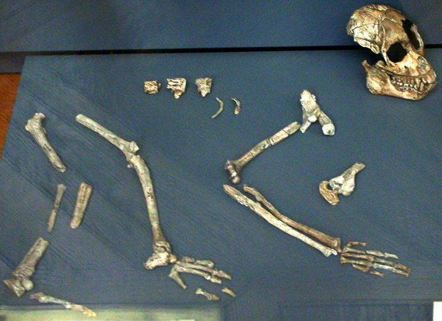 PROCÓNSUL (-20 M.A.)