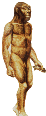 PARANTHROPUS ROBUSTUS (-2 M.A.)