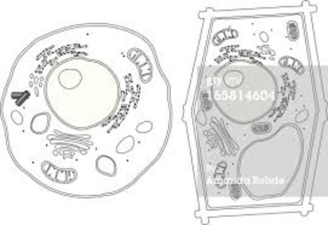 cells in plants and animals