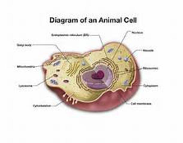Animal Cells Discovered