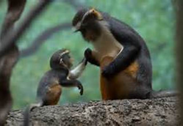 Living Things Come From Living Things