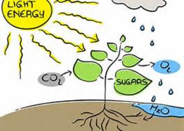 Photosynthesis Discovered