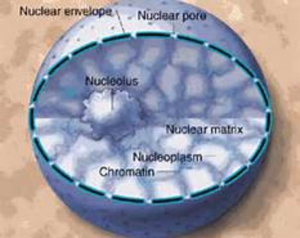 Nucleus Discovered