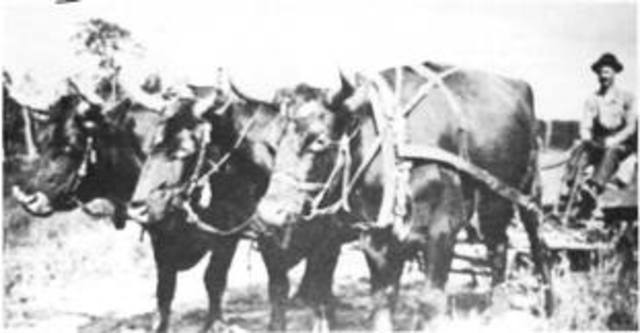 I'm buying some oxen!