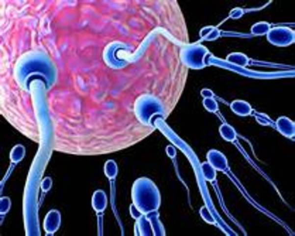 Sperm and Egg Cells