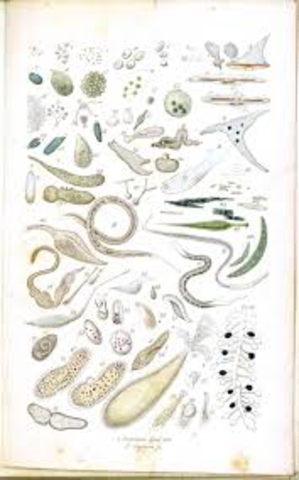 Anton van Leeuwenhoek Discovers "Animacules"