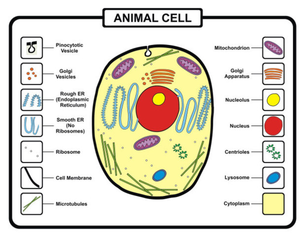 Organisms composed of cells