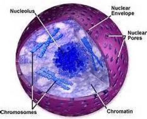 The Center of the Cell Seen