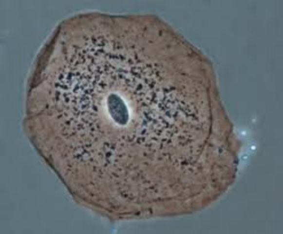 Discovery of the Cell