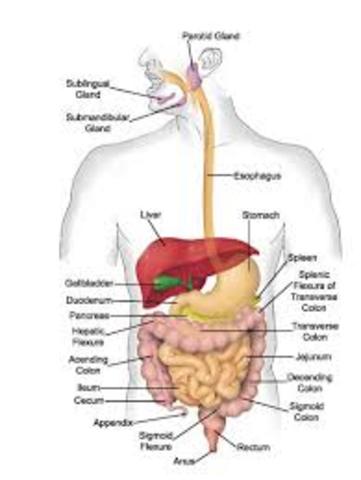 First dicovery of cell theory and new term "digestive enzyme"