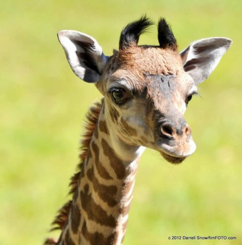 Field trip to the Zoo!