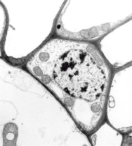 nucleus in plant cell found