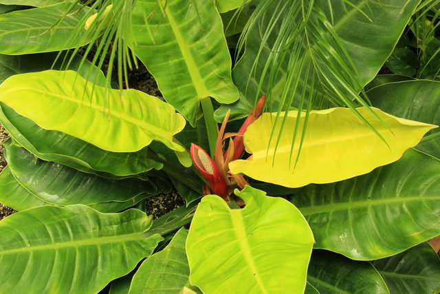 everything is from alive cells