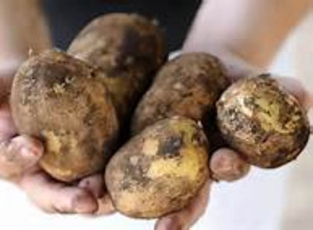 The potatos