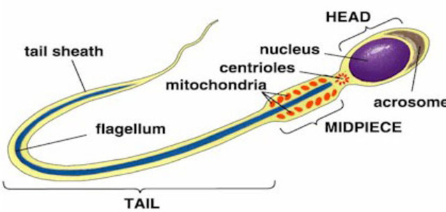 It was discovered that sperm and egg cells were also cells