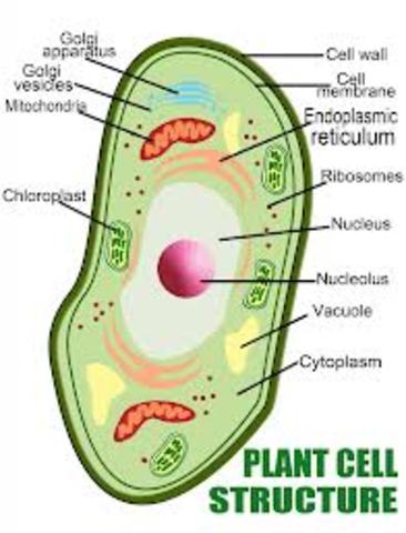 Discovery of cells in plants.