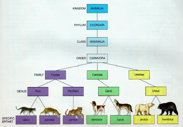 Experimentation and animal classification