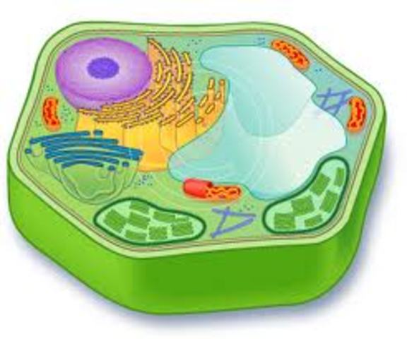 Plant cells